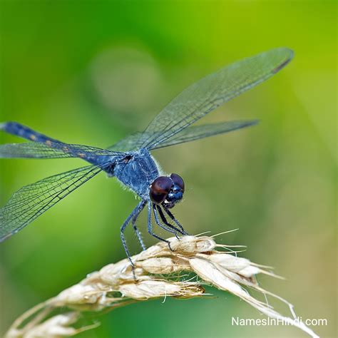 dragonfly in kannada